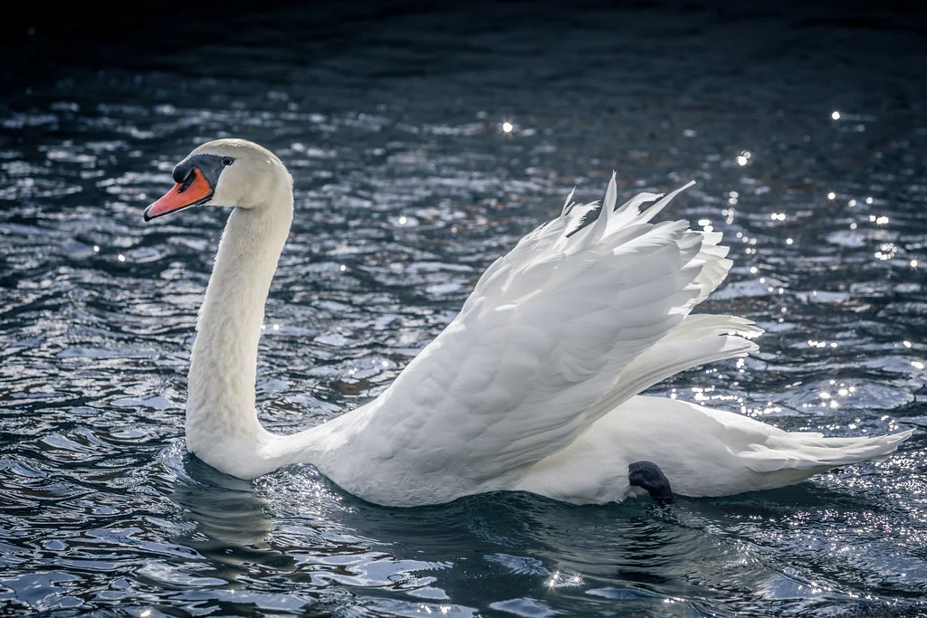 Best Camera Settings for Wildlife Photography