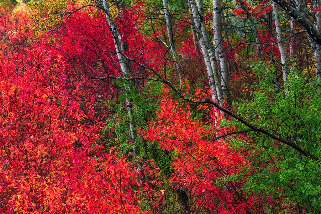 Color Theory Photography