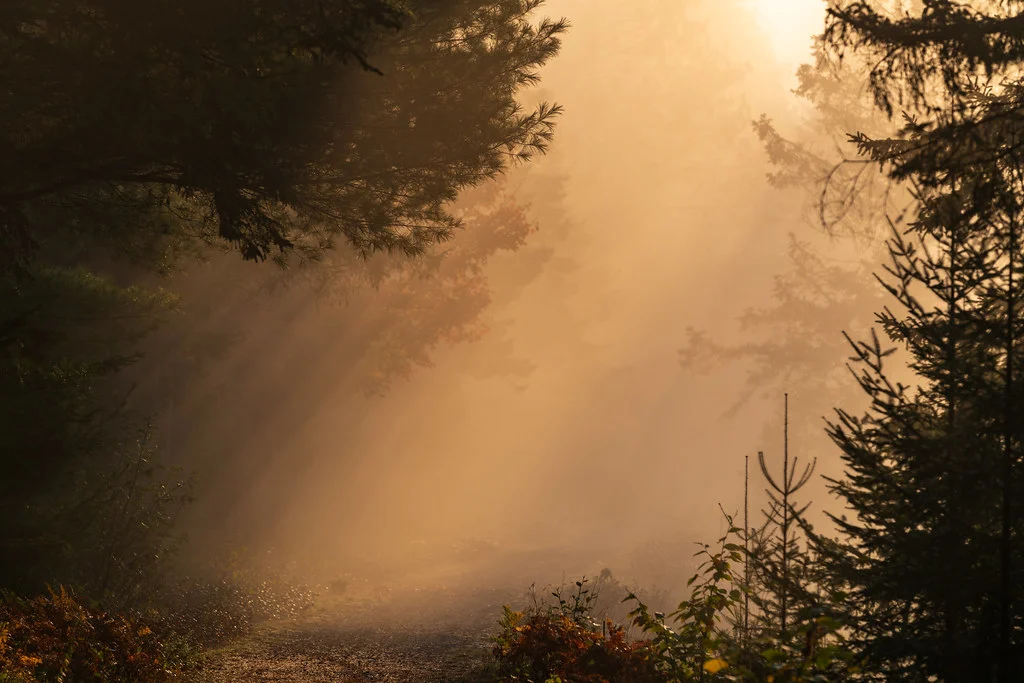 Golden Hour Photography