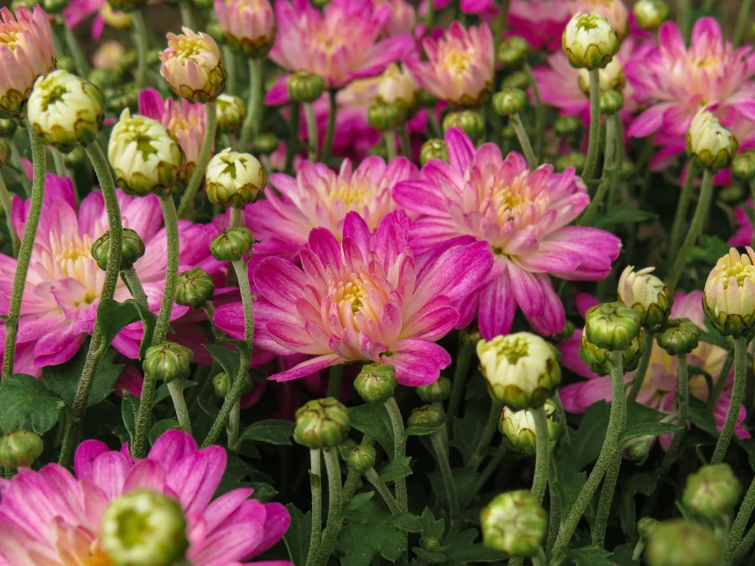 How to Photograph Flowers
