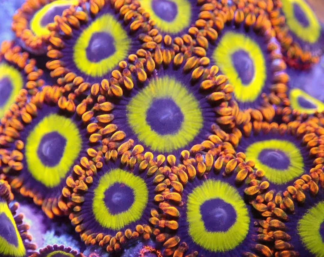 Intermediate Lesson 7: Color