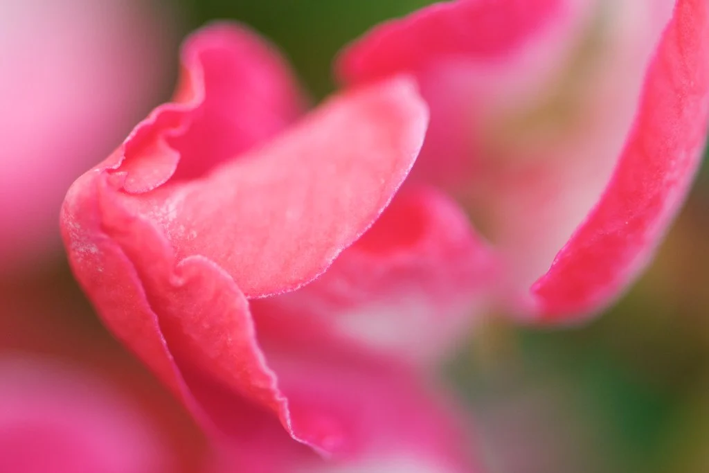 Macro Photography: The Complete Guide