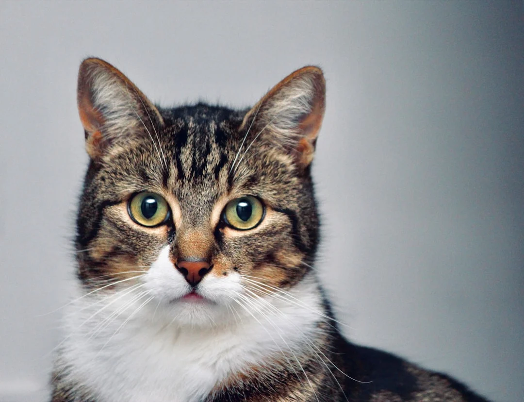 Pet Photography