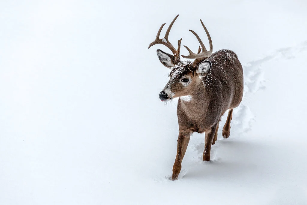 Wildlife Photography: The Complete Guide