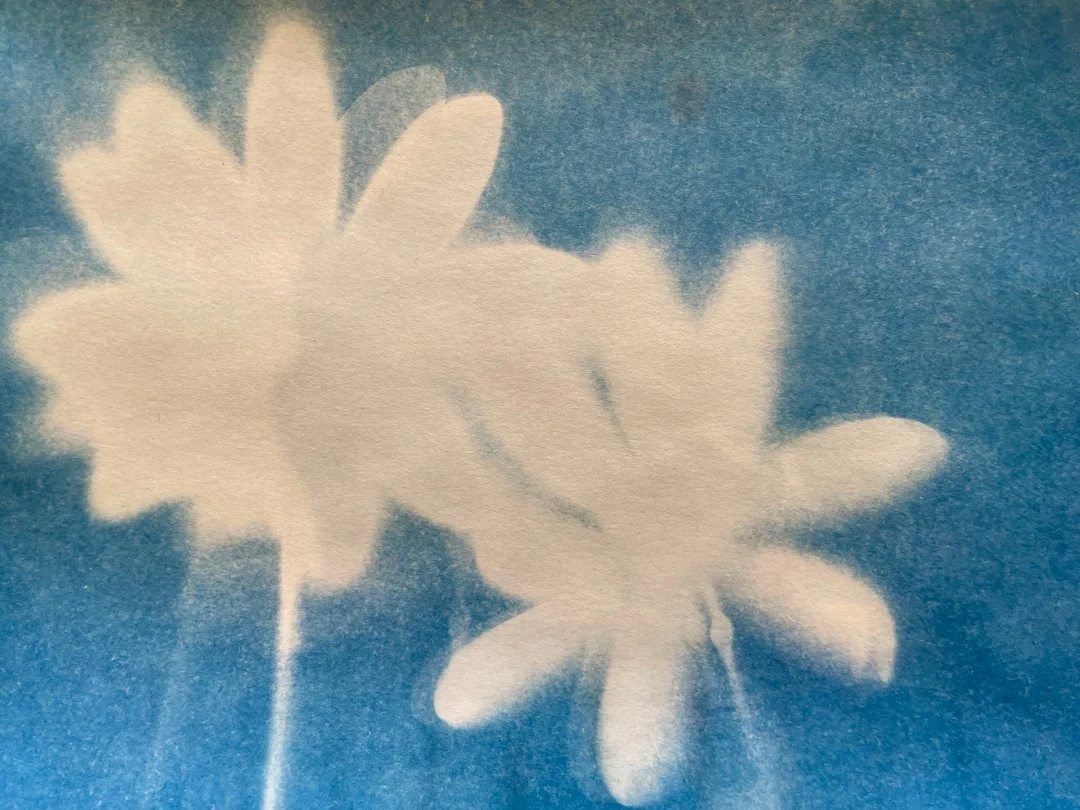 Cyanotype Photography