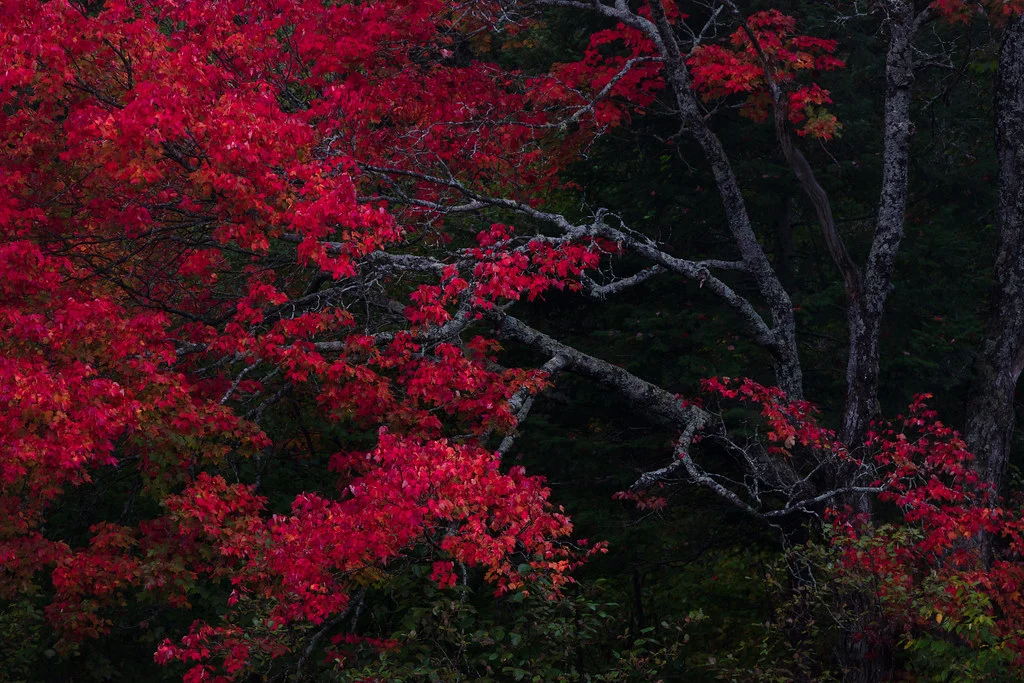 Fall Photography