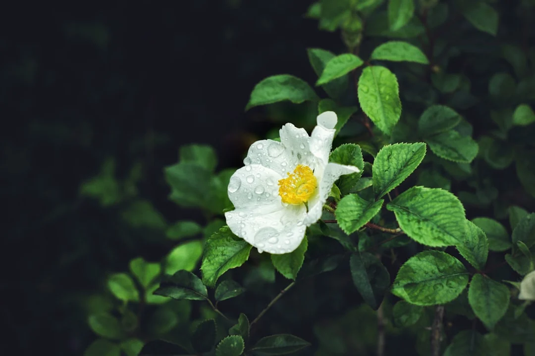 Snapseed Editing Guide: Professional Mobile Photo Editing