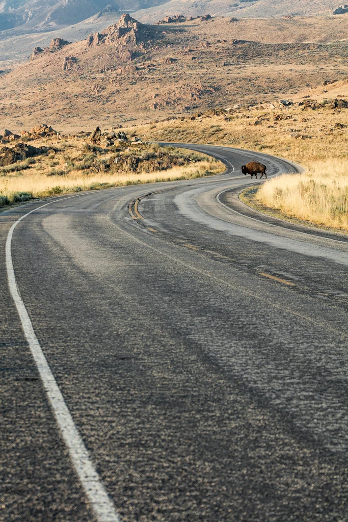 Bison And The Road