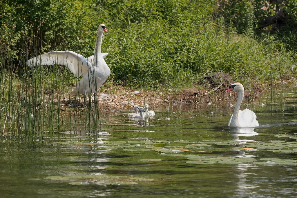Swans Wandering Into River