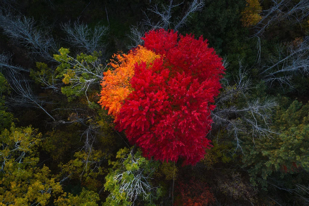 Fiery Maple Surrounded by Forest Contrast