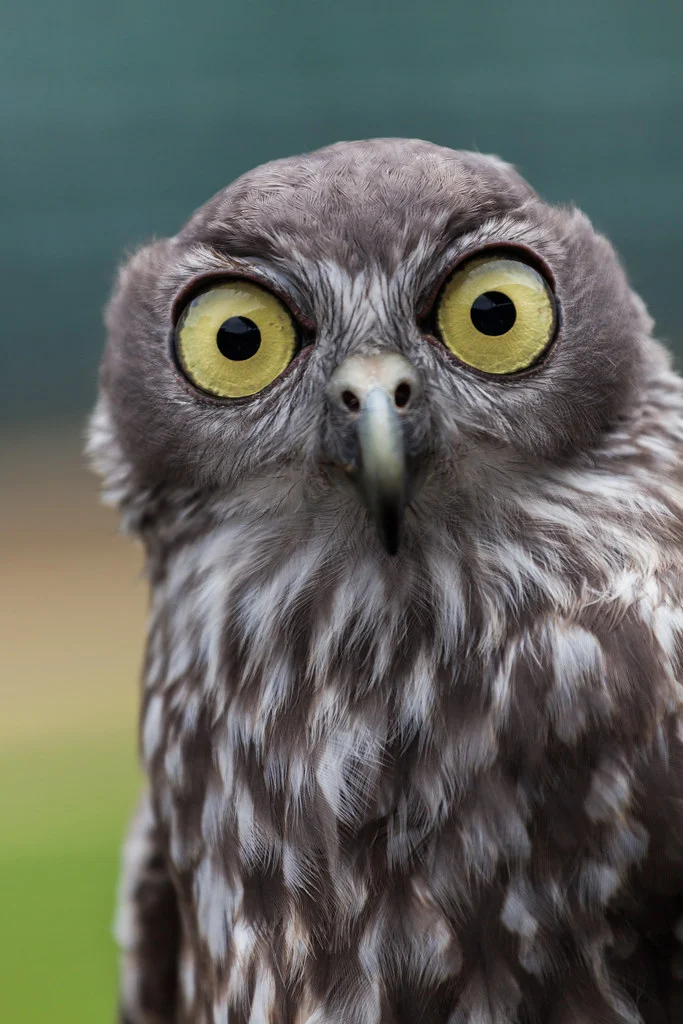 Barking Owl Australia Zoo 1