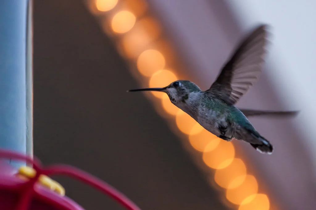Hummingbird