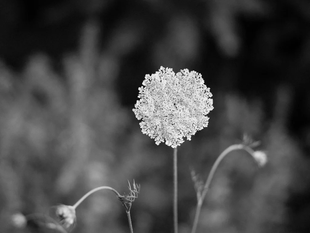 Heart Shaped Flower