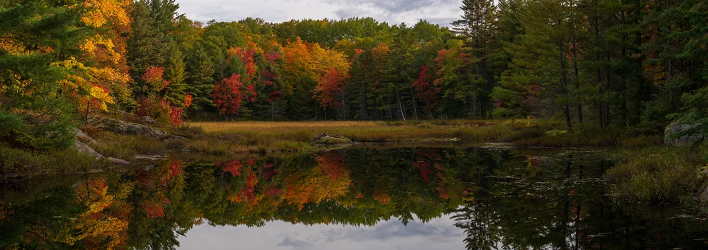 Vibrant Autumn Reflections in a Tranquil Forest