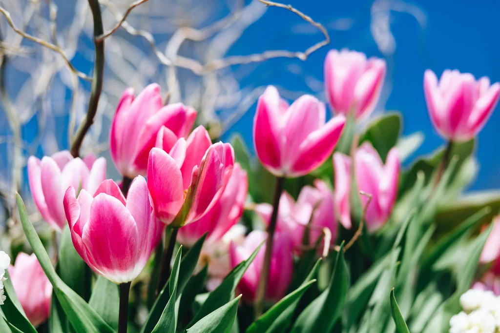 Vibrant Pink Tulips Against a Bright Blue Sky