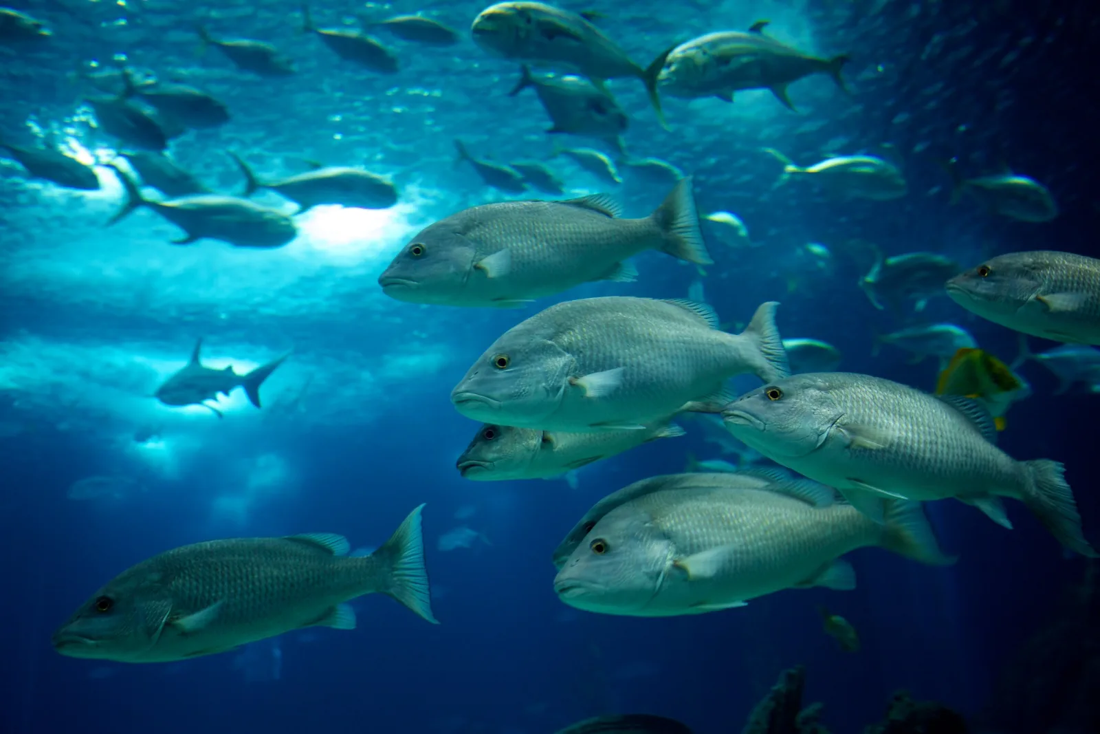 A school of large silver fish swimming through deep blue water in a big aquarium tank, with light filtering down from above