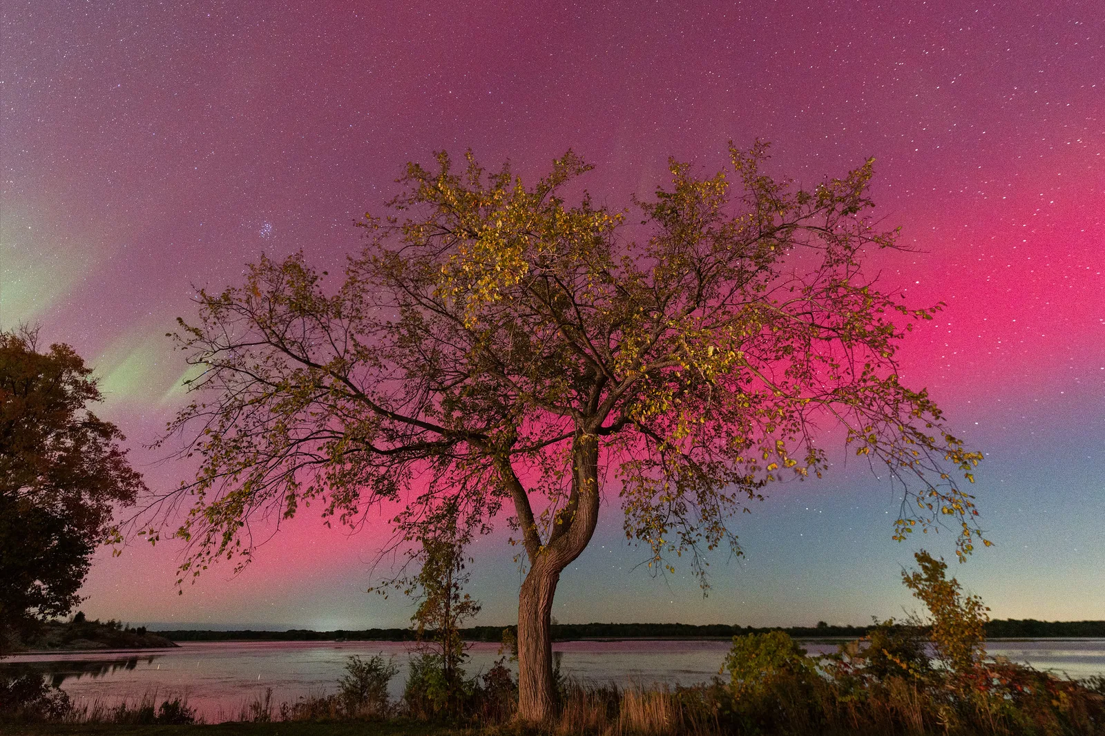 A bare-branched autumn tree on a lakeshore at night under a sky filled with pink and green aurora, with stars visible and calm water behind