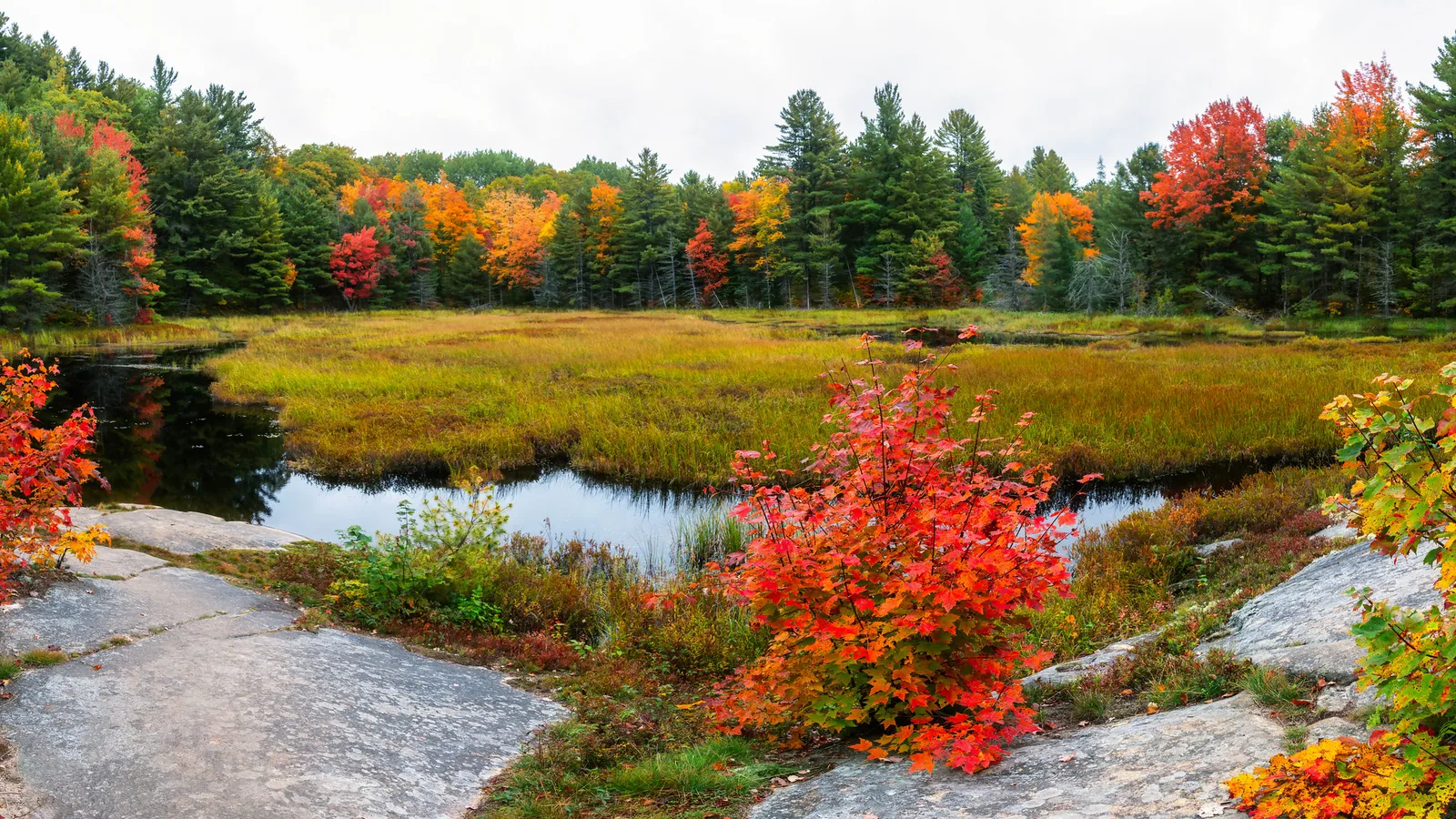 A bright red shrub on pale granite beside a small marsh pond, with green pines and orange and red autumn trees behind under a white sky