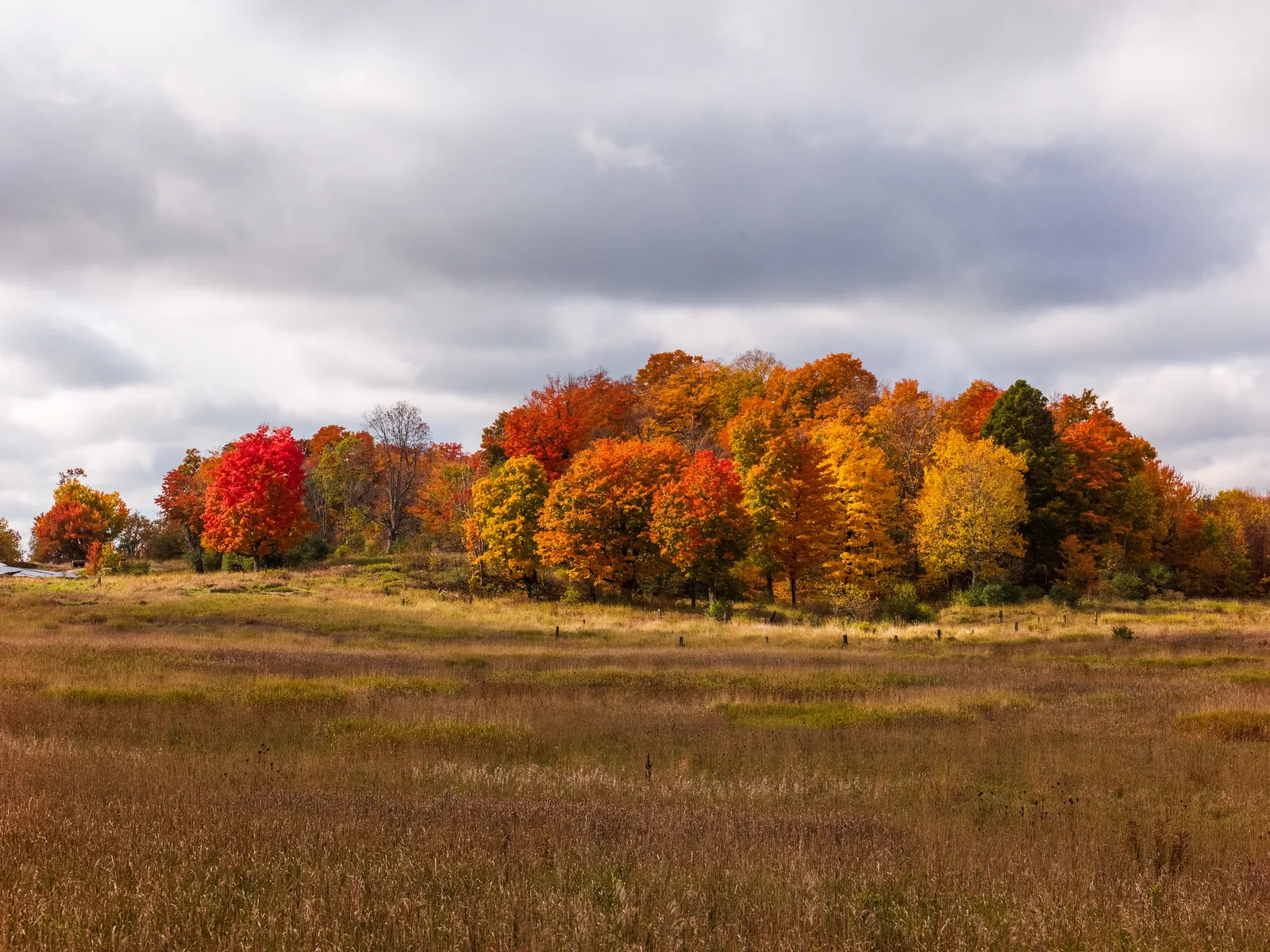 A stand of trees in bright orange, red and yellow autumn colour across a field of brown grass under a sky of heavy grey cloud with visible texture