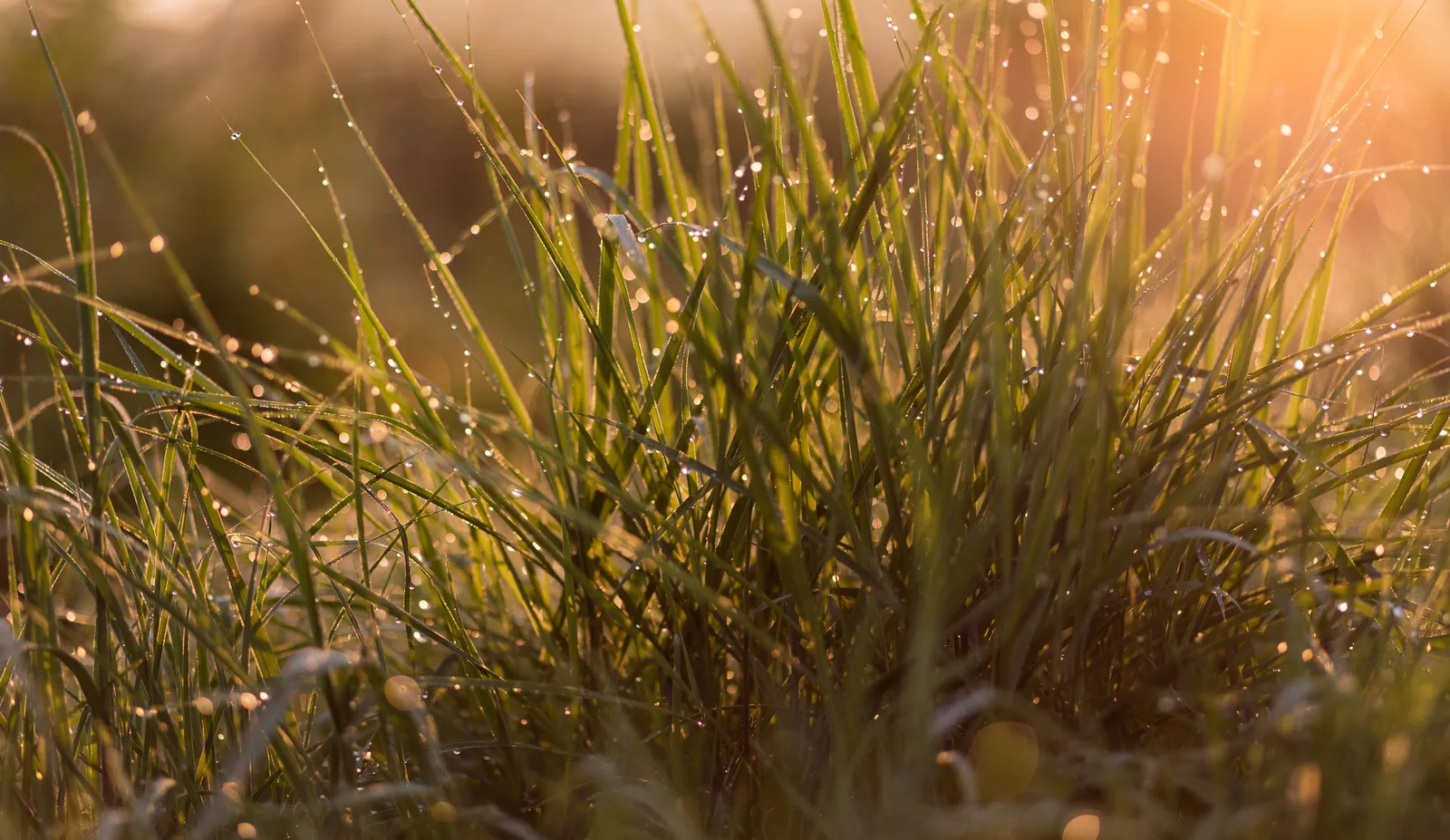 Low view of a clump of grass covered in dew drops, backlit by warm low sunlight with a soft blurred background