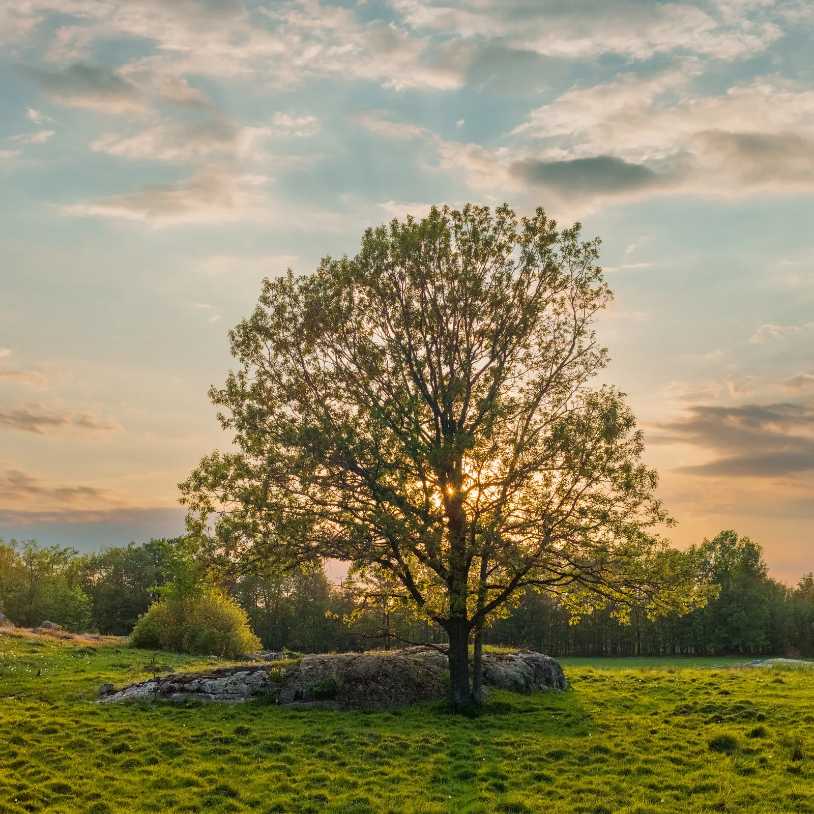 A lone oak tree in a green field with the low sun directly behind its canopy, the leaves glowing and a soft sunset sky behind