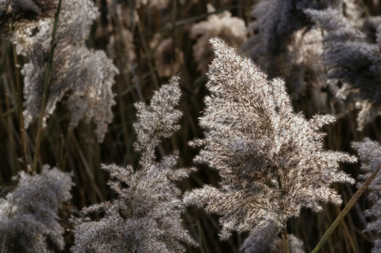Fluffy reed seed heads glowing white along their edges against a dark, shaded background of stems
