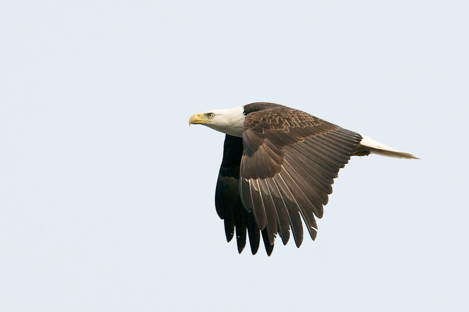 A bald eagle in flight seen from the side with its wings swept down, against a pale, even sky