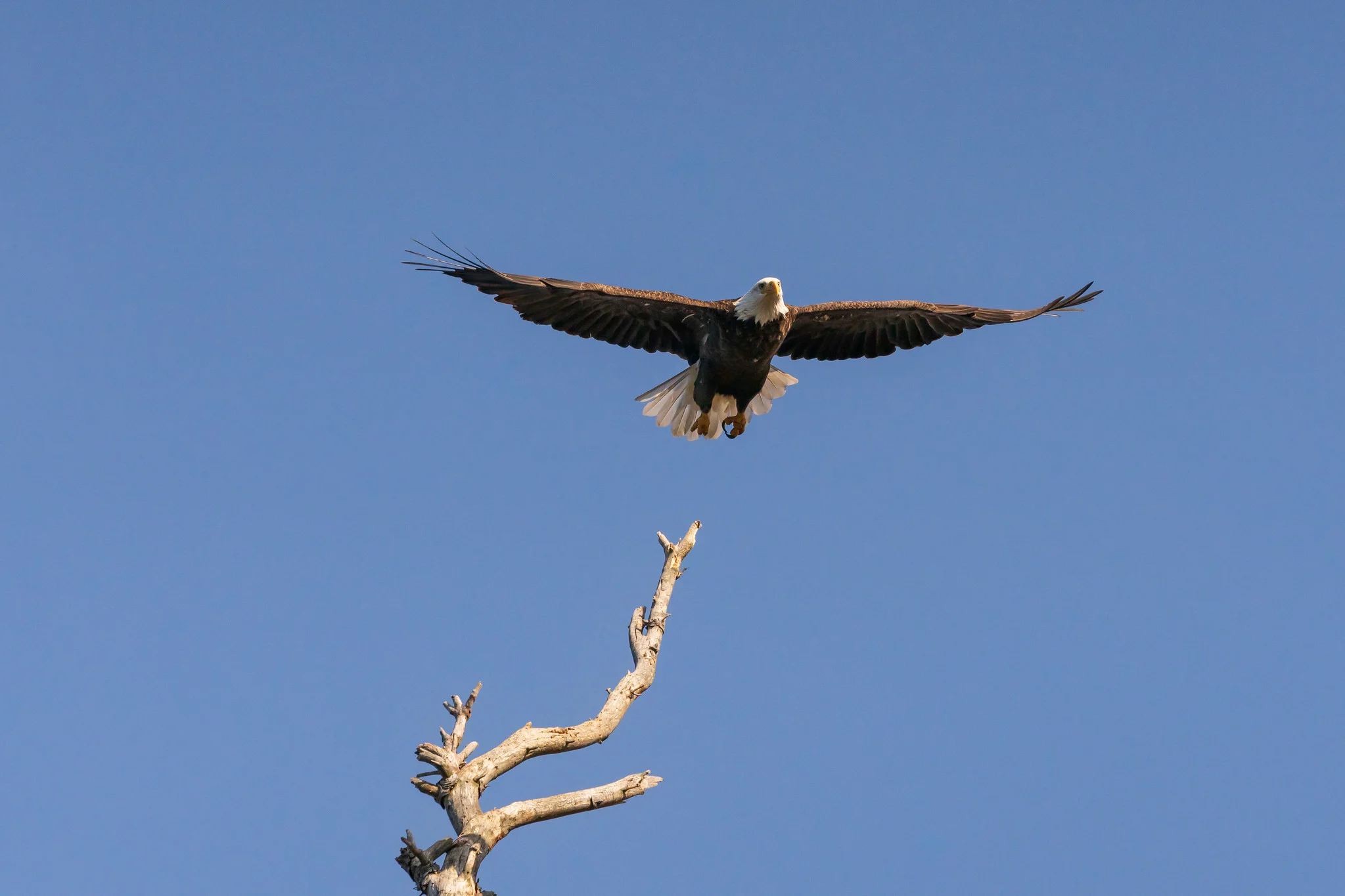 A bald eagle launching from the top of a dead tree snag, wings spread, against a clear blue sky