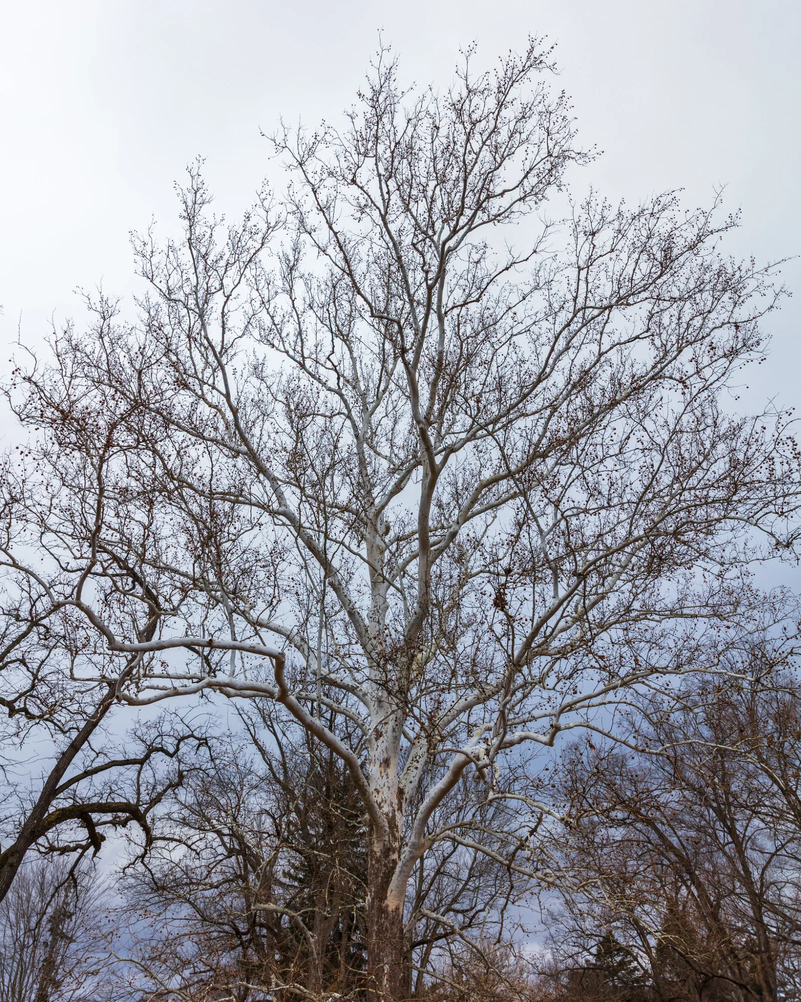 Bare sycamore tree with a web of dark branches against a pale overcast sky, with houses and trees at the bottom of the frame