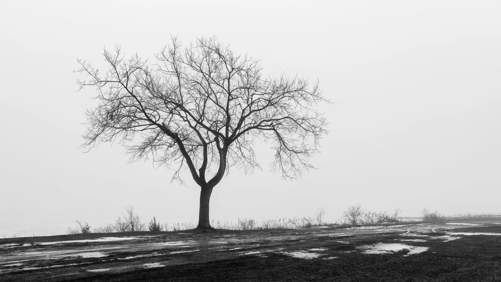 A bare, dark tree standing alone on flat ground against a pale white sky, in black and white