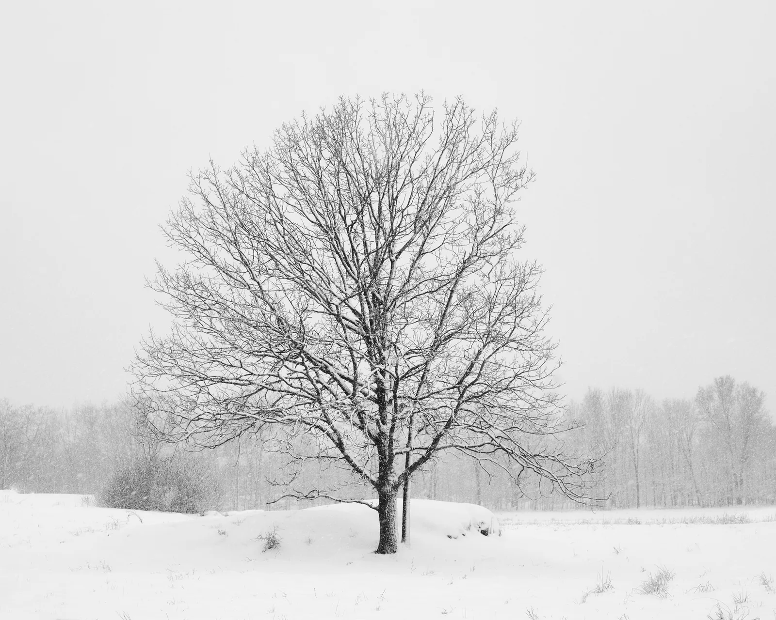 A single bare tree standing in a snow covered field under a flat pale grey sky, with a faint line of trees in the mist behind it