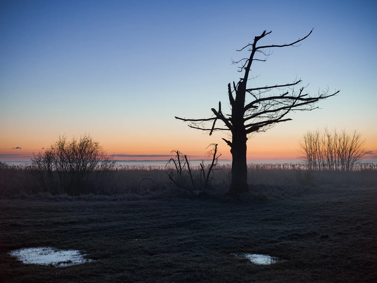 A bare dead tree and shrubs in silhouette against a pre-dawn sky that fades from orange at the horizon to deep blue above, with dark ground and two small puddles reflecting the sky