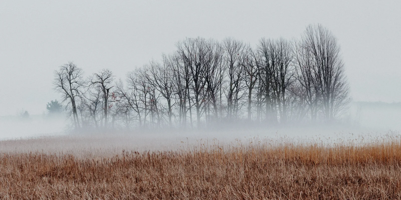A row of bare trees fading into grey fog behind a field of golden reeds and grass