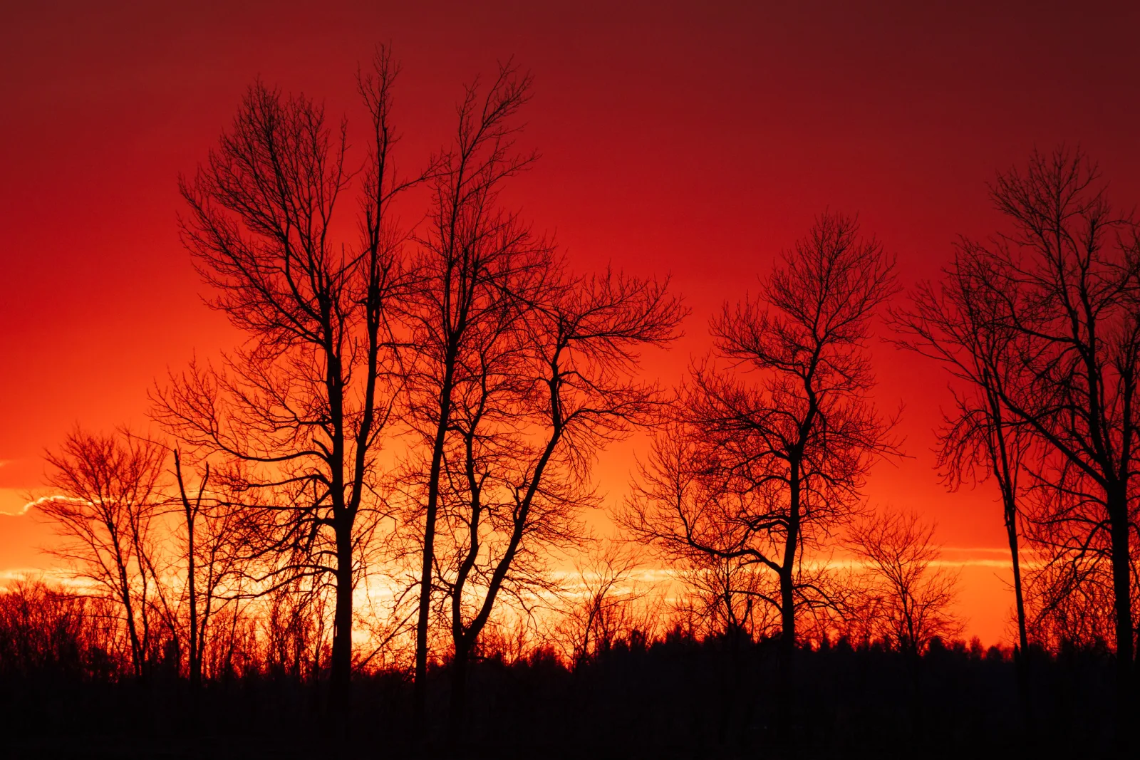 Black silhouettes of bare trees against a glowing red and orange sunset sky