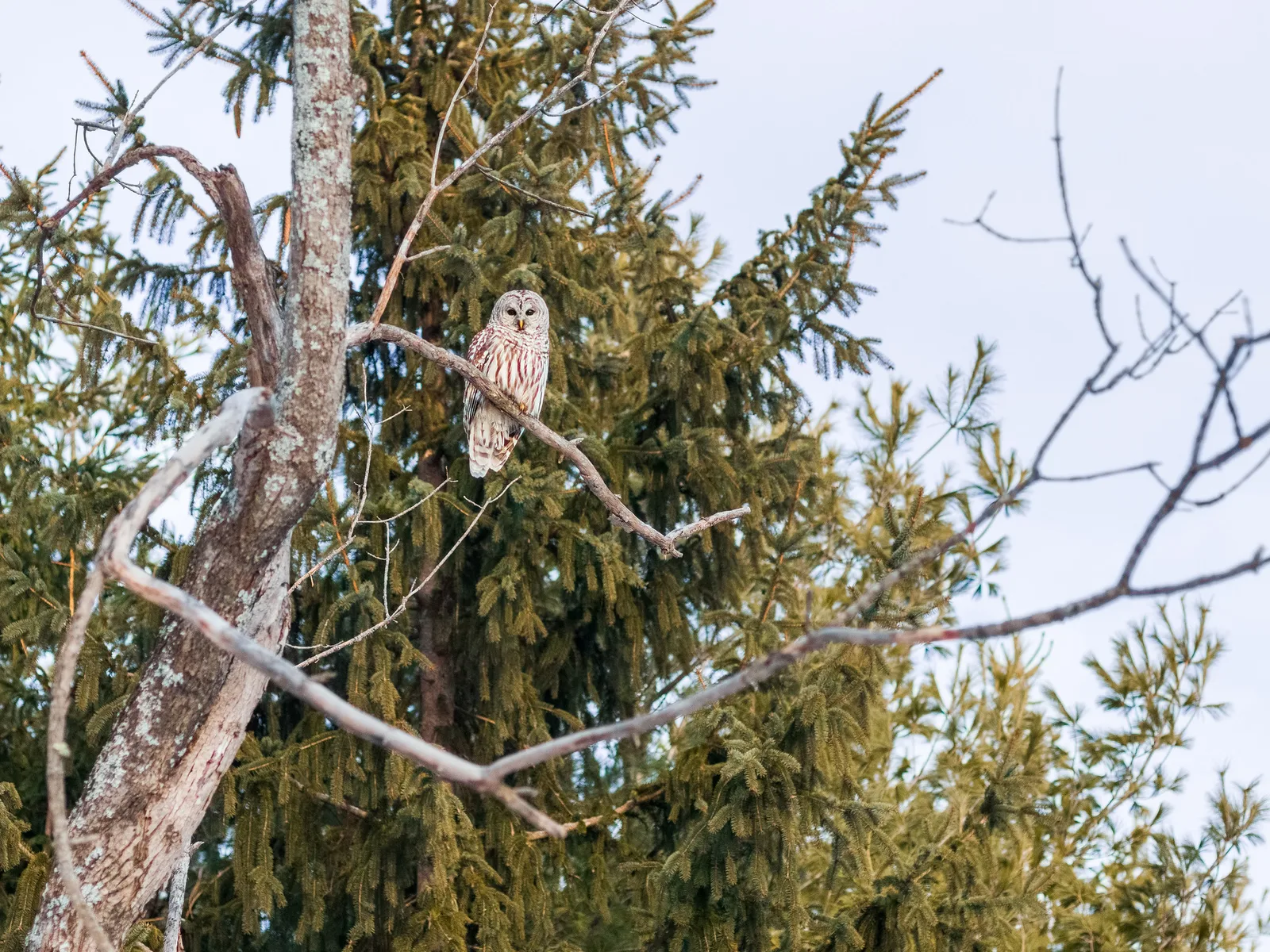 An owl perched on a bare branch in front of a dense spruce tree, with a pale overcast sky behind