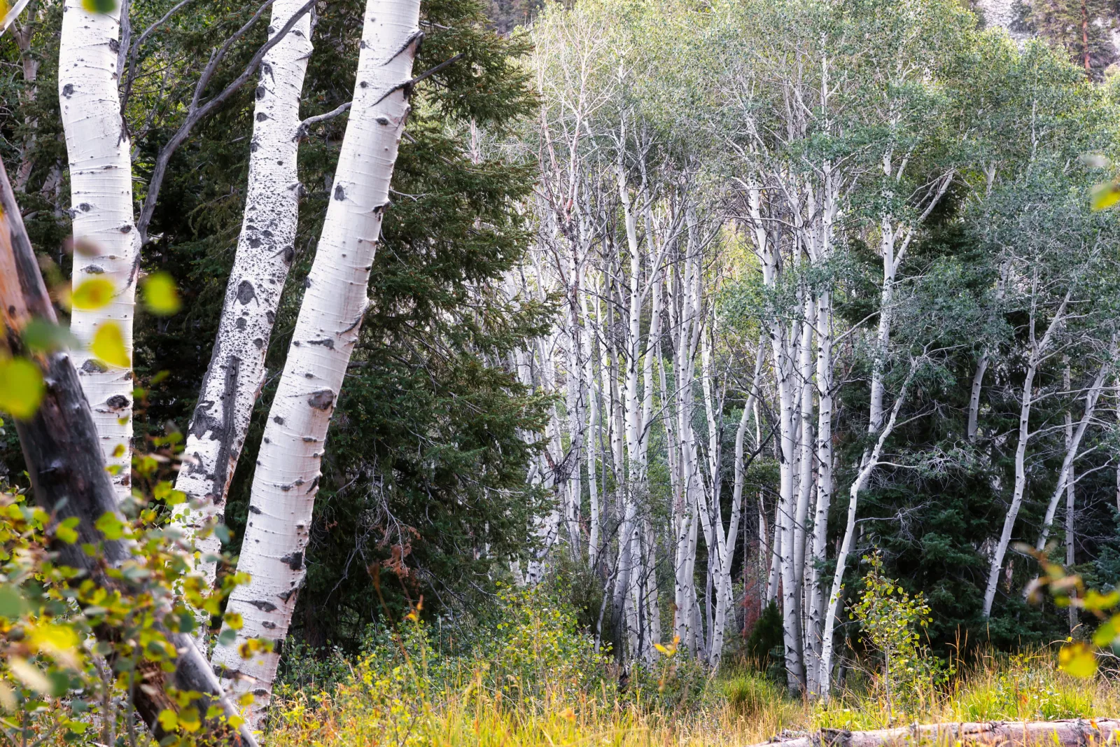 A stand of white birch trunks with dark bark marks rising in repeated vertical lines in front of dark green conifers