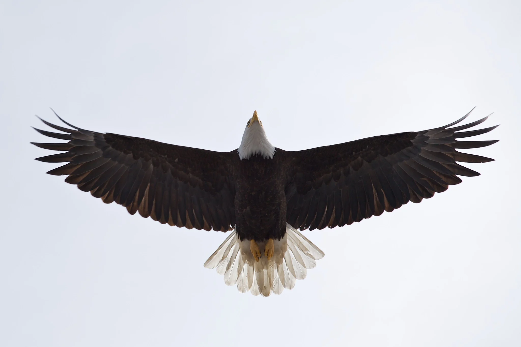 A bald eagle flying directly overhead with wings fully spread, seen from below against a plain sky.