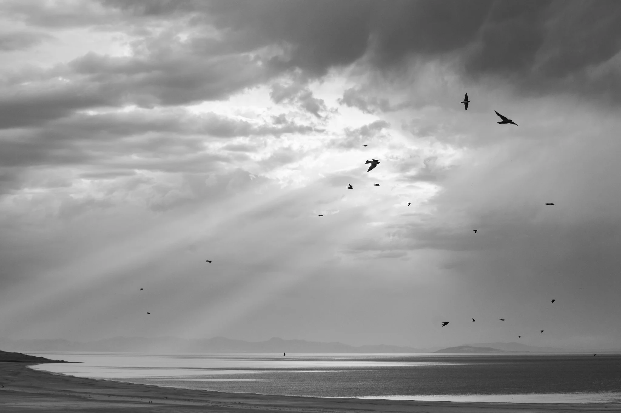 A flock of birds in flight silhouetted against dramatic sunbeams breaking through clouds over a shoreline.