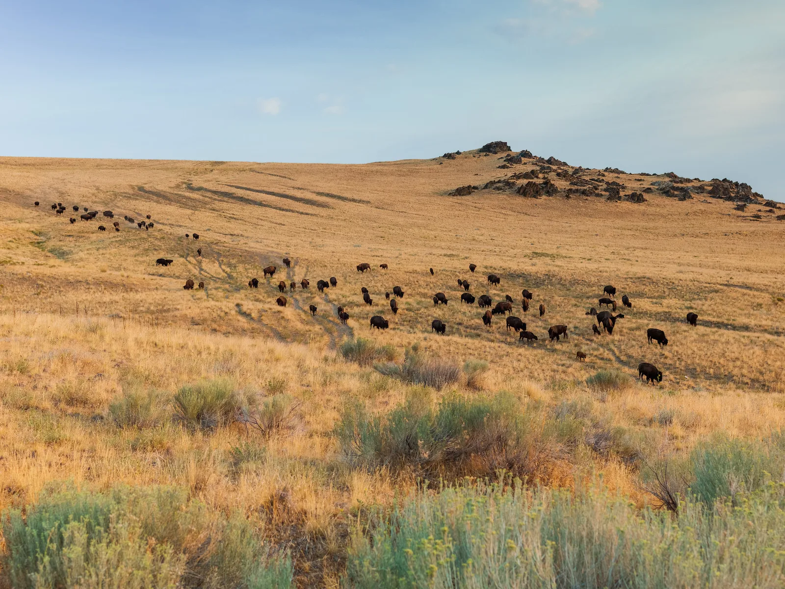 A large herd of bison scattered as small dark shapes across a wide golden grass hillside under a blue sky with thin cloud, with shrubs in the foreground