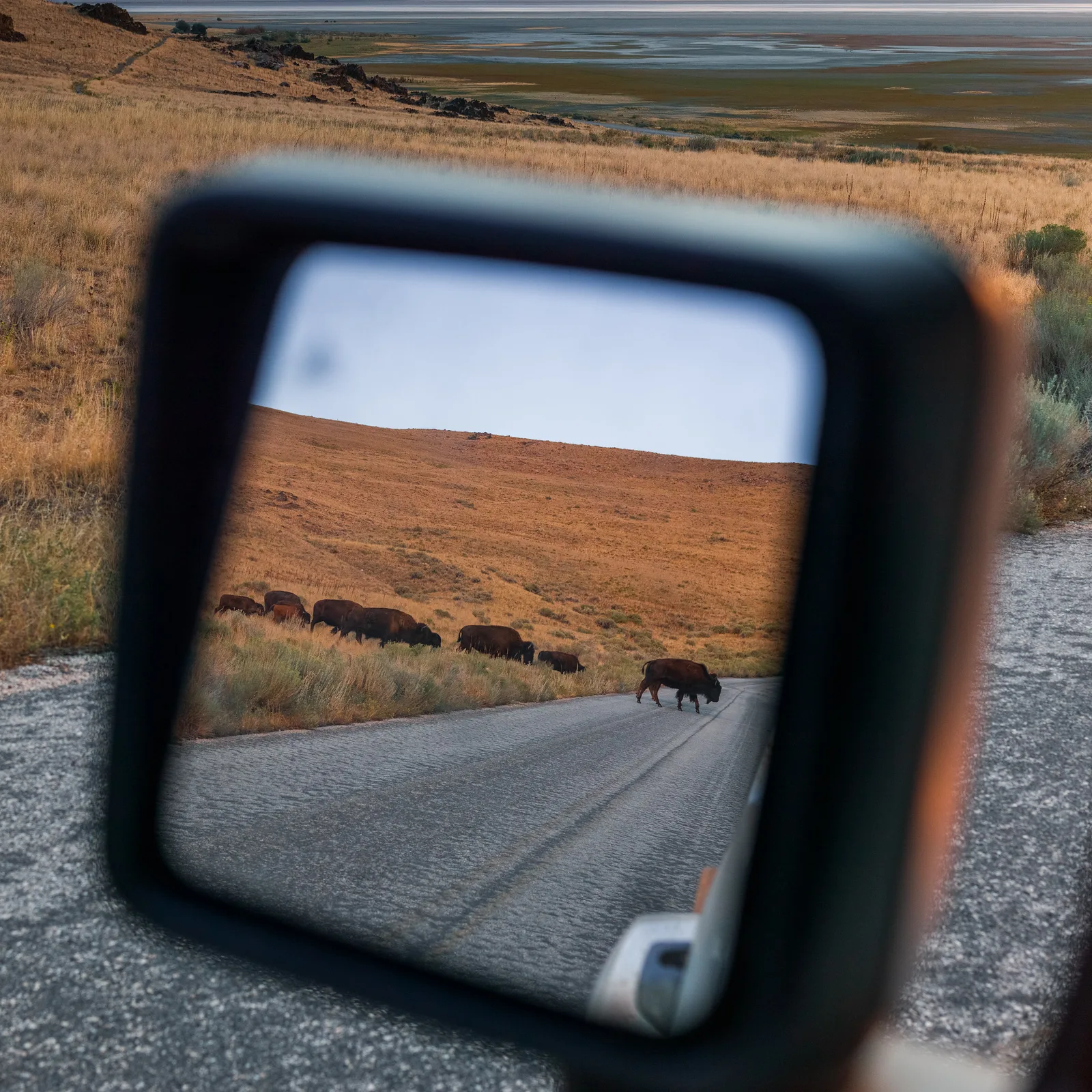 A vehicle wing mirror reflecting a bison standing beside a paved road through dry golden grassland, with the same grassland blurred beyond the mirror