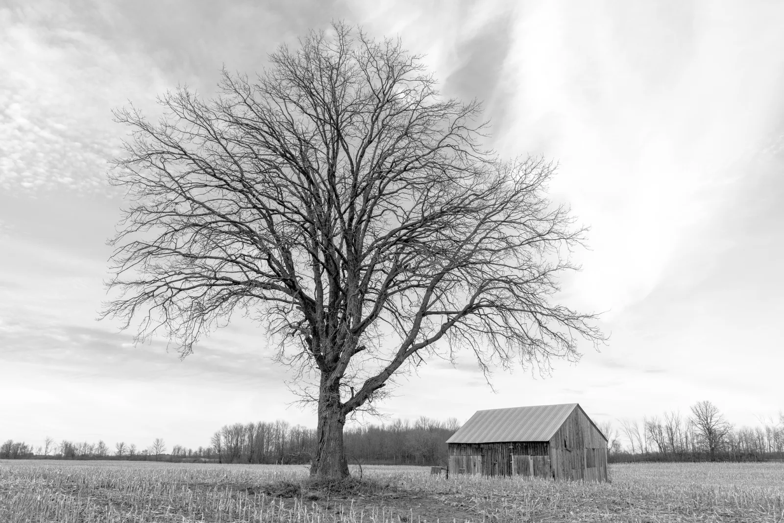 Black and white photo of a large bare tree beside a small wooden barn in a flat field, under a sky of soft streaked cloud