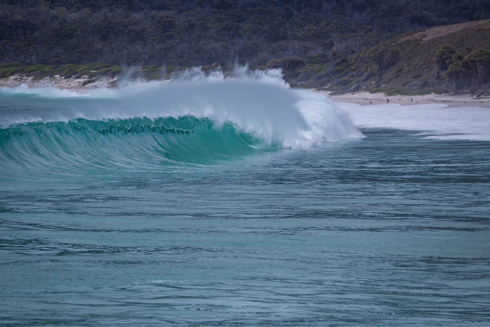 A turquoise wave curling as it breaks, with spray blowing back off its crest, a beach and forested hills behind