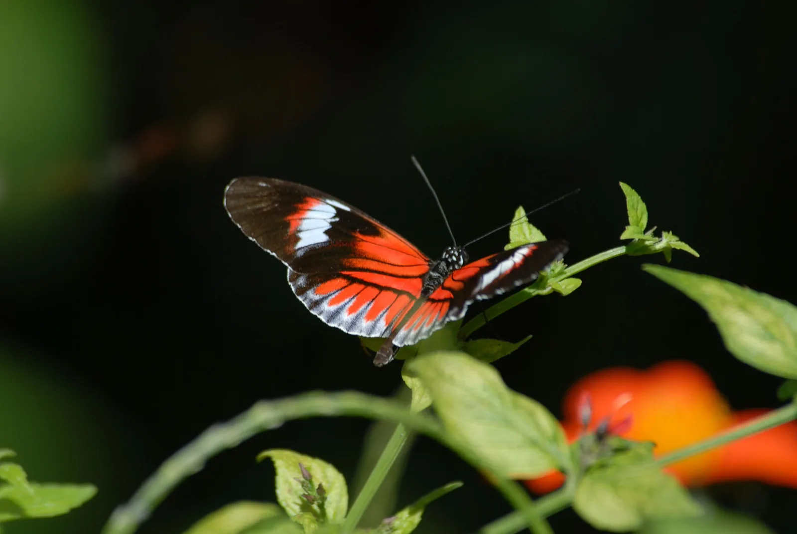 A black, red and white butterfly resting with open wings on a green leafy plant with orange flowers, against a dark background
