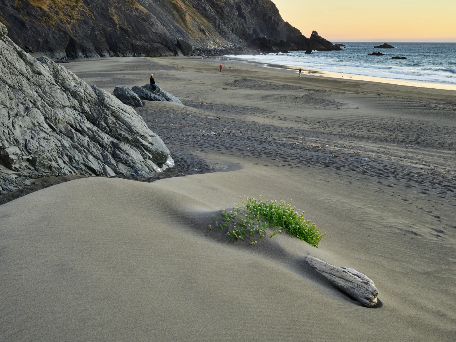 A dark sand beach below rocky cliffs, with waves breaking along the shore, a patch of green plants on a small dune in the foreground and a few people walking in the distance