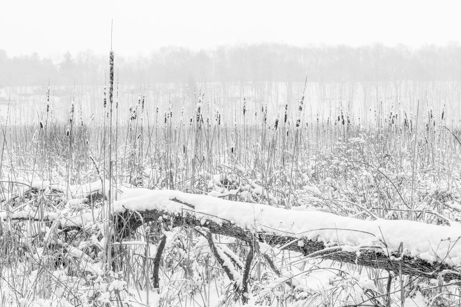 Black and white view of a snow covered marsh with cattail stalks and a fallen log, with the trees in the background softened by snow and haze