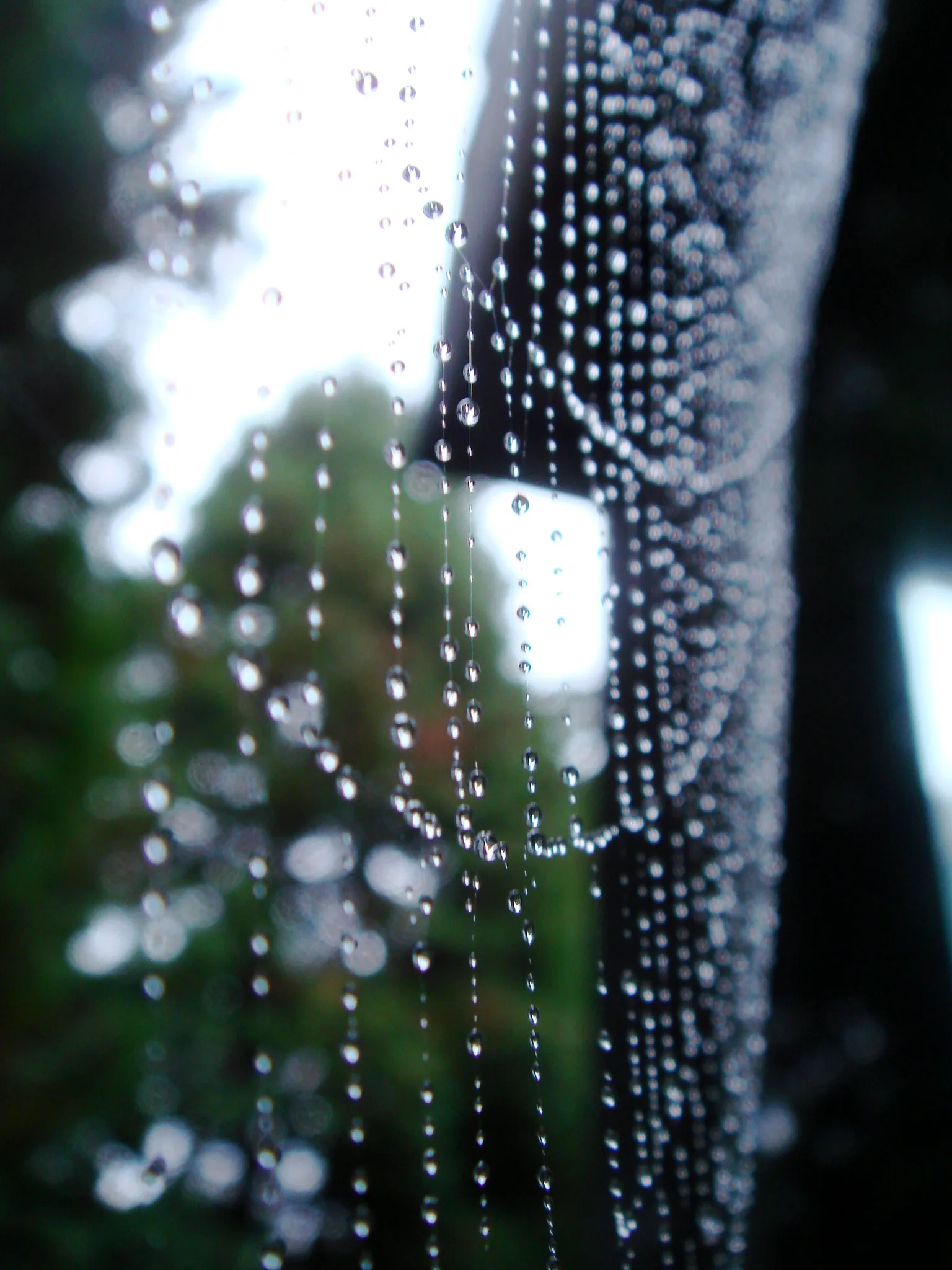 Rows of dew drops strung along the threads of a spider web that runs away from the camera, sharp in the middle and blurred at the near and far edges