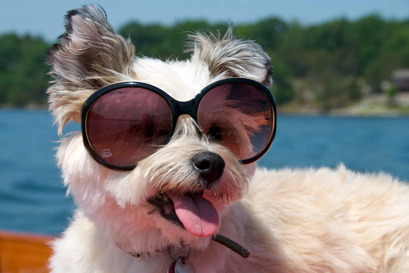 A small white dog wearing large round sunglasses in bright sunshine, with blue water and a green shoreline out of focus behind