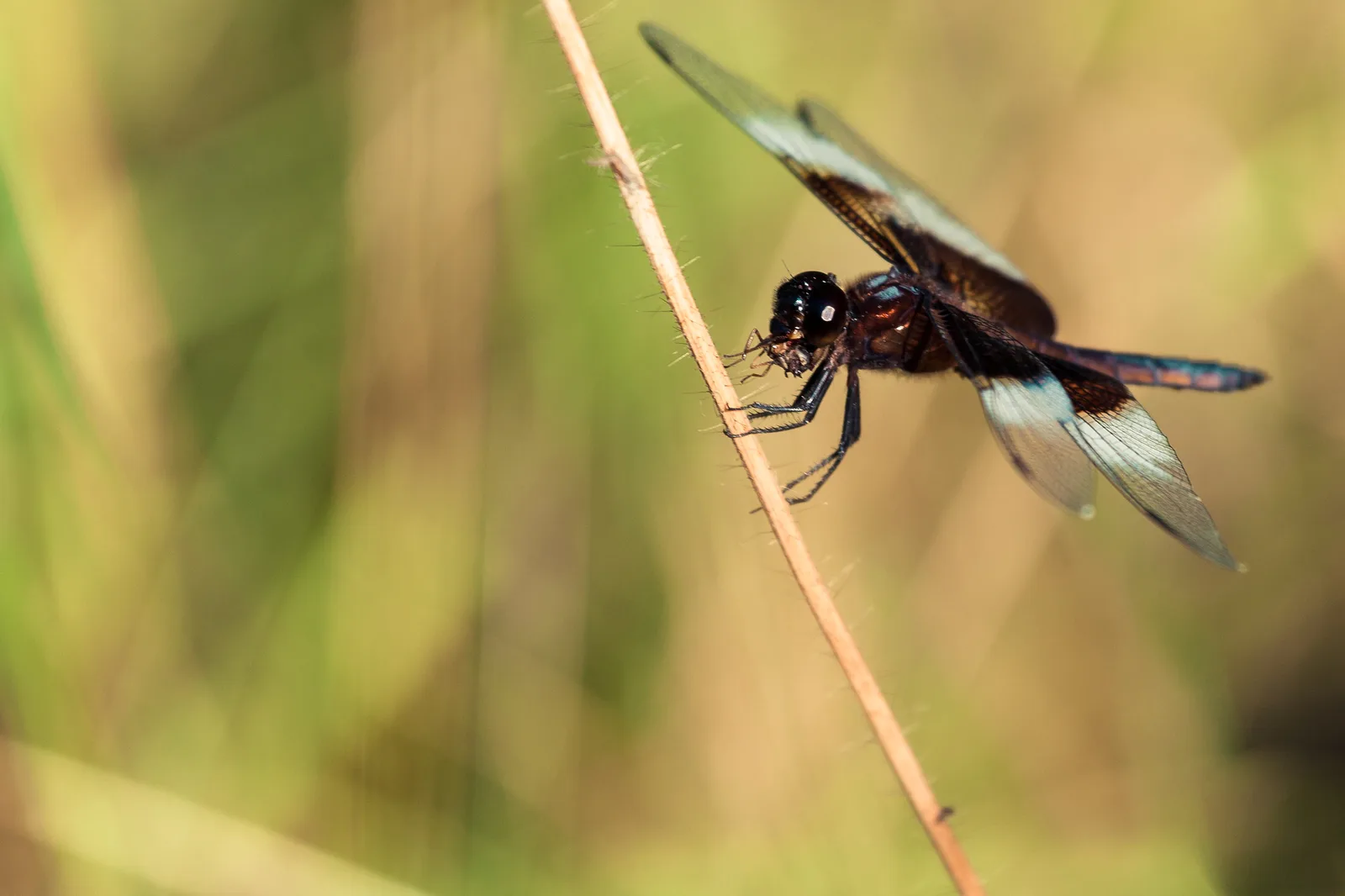 A dark dragonfly with black and white banded wings clinging to a thin diagonal plant stem, holding a small insect in its mouth, against a soft tan and green background