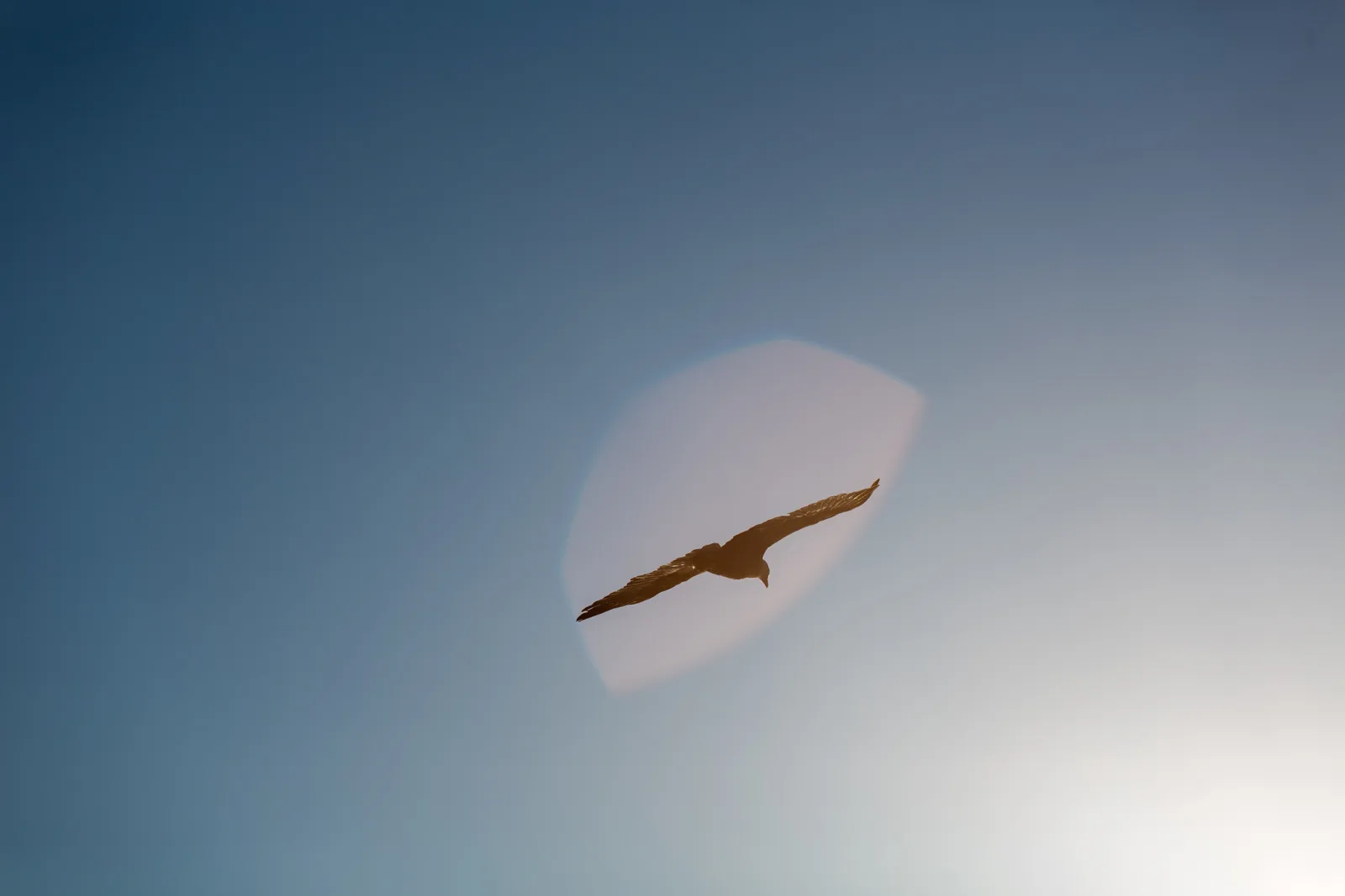 A bald eagle soaring across a pale blue sky, surrounded by a faint pink polygonal patch of light, with the sky growing brighter toward the lower right corner