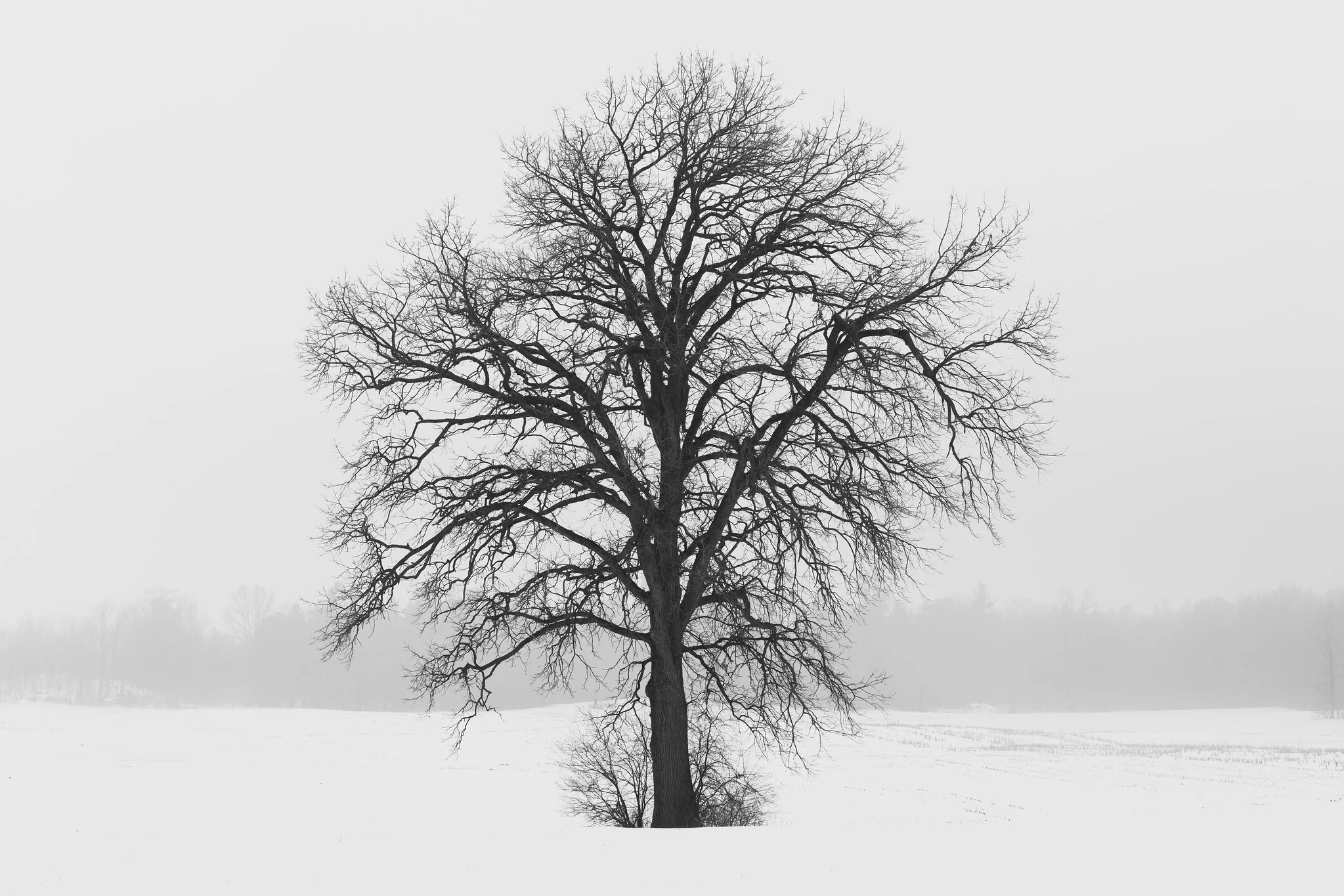 Bare winter tree in flat, foggy diffuse light with no directional shadow, reading only as a gray silhouette against pale fog
